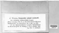 Hericium coralloides image